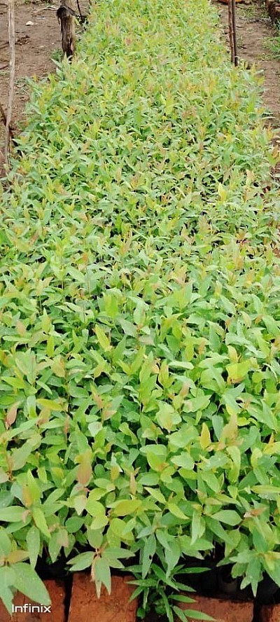 Nursery bed set to boost tree planting